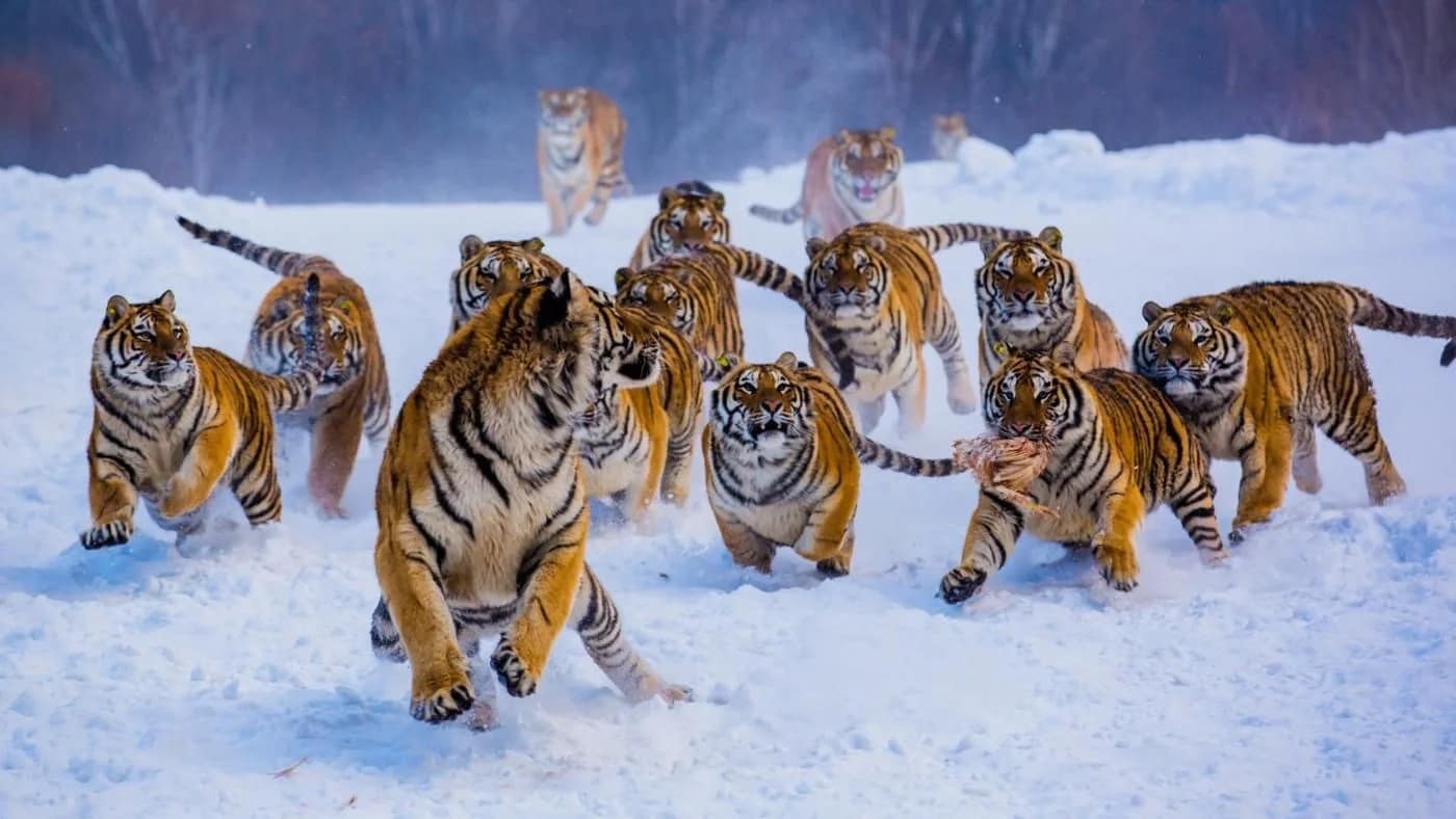 Herding Wild Cats: How to Manage Self-Starters