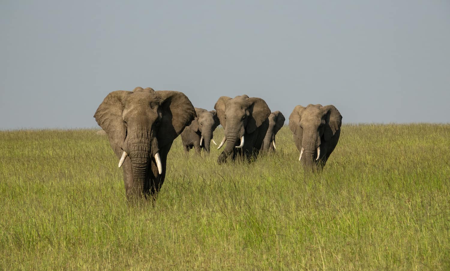 Elephants in Africa. An example of an image resized with ImageOptim