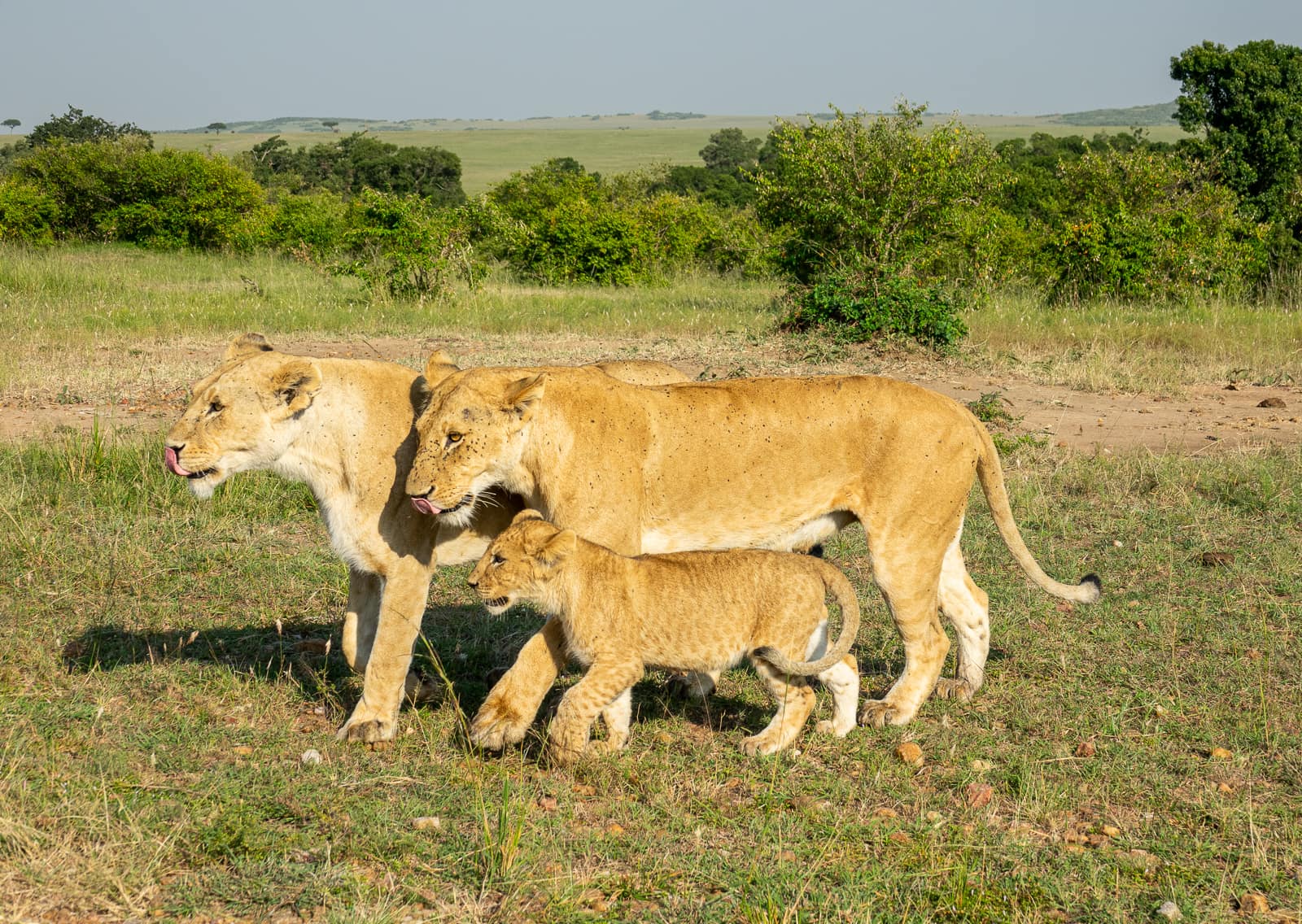 Lions in Maasai Mara