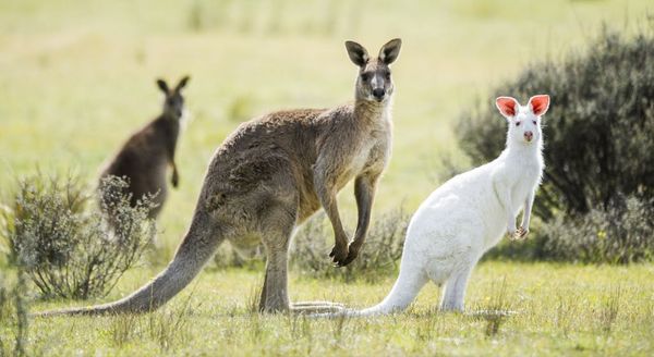 The Australian Ocker* Aussie Glossary